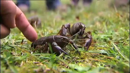 El medi ambient - Exocat: controlar les espècies invasores