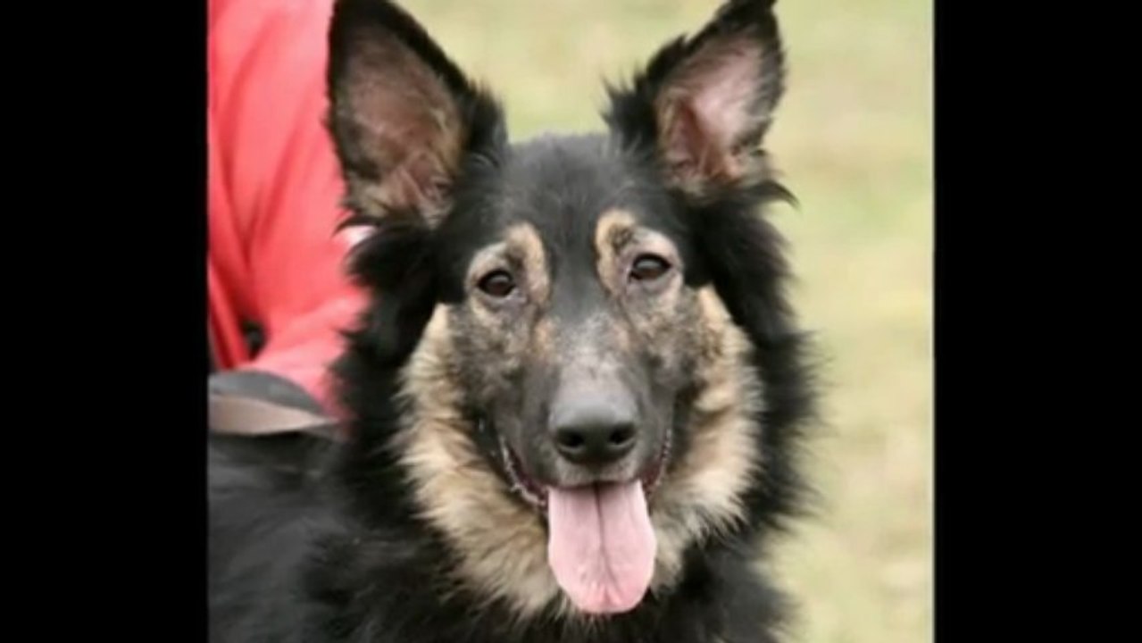 Chiens et chats de refuge....