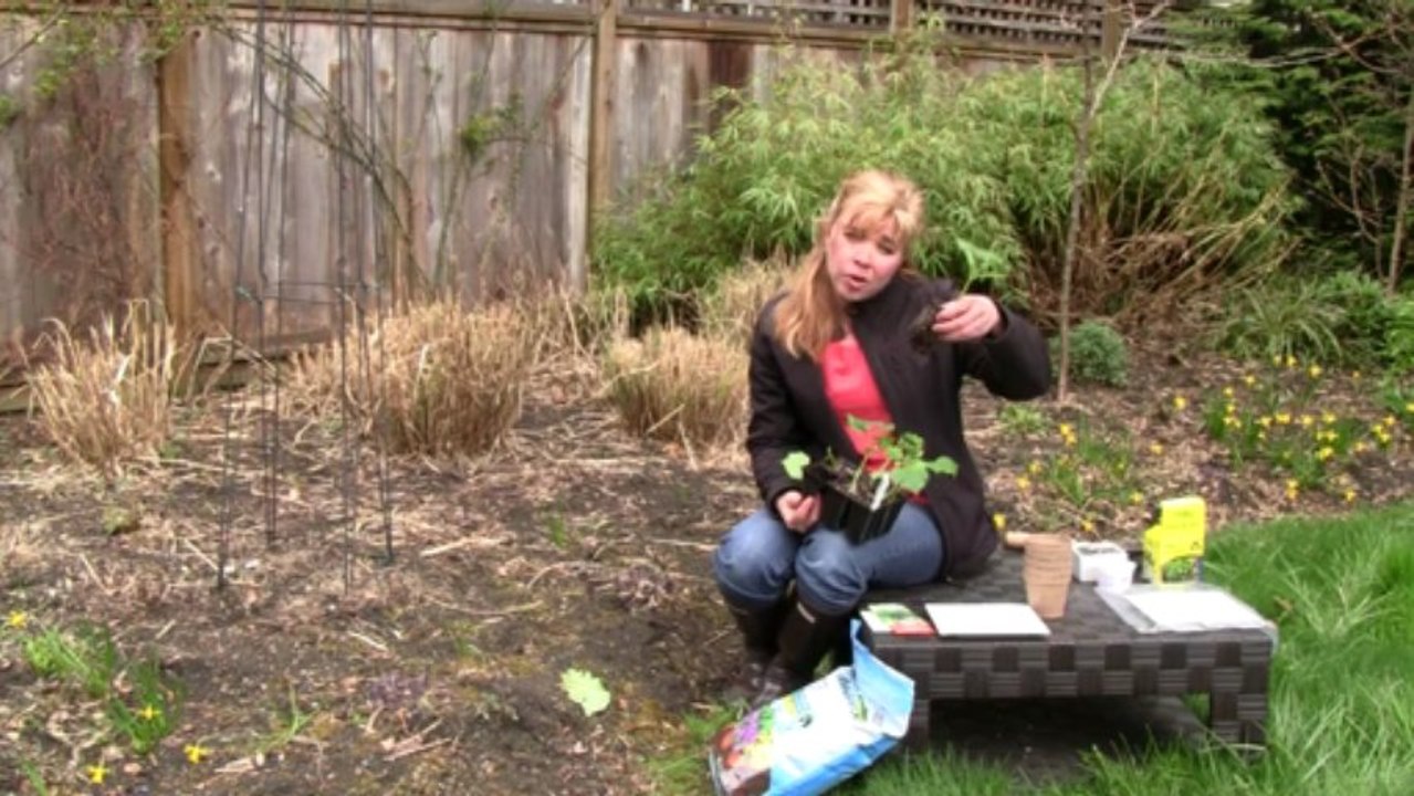 April 10/13 Senga's Vlog - How to Start Cucumber Plants