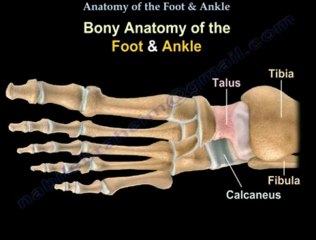 Anatomy of Foot and Ankle