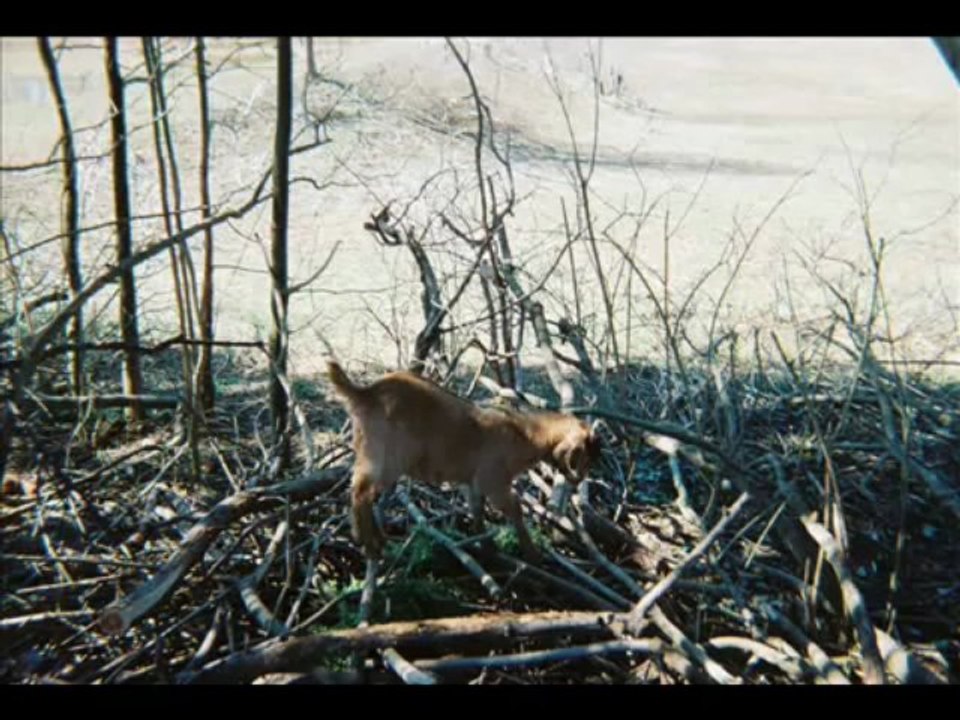 GOATS (4-19-2012)