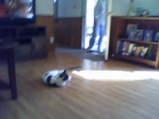 Paws with his Catnip Mouse