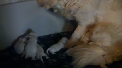 Les bébés golden à la naissance