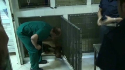 Trasportavano 50 rettili nel bagagliaio. 2 denunciati