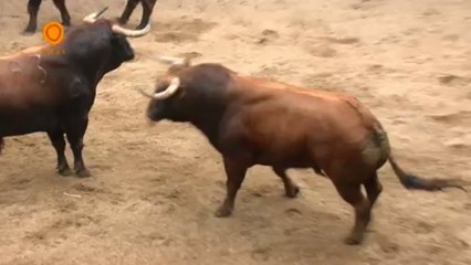 SORTEO DE LOS DE FUENTE YMBRO EN SEVILLA