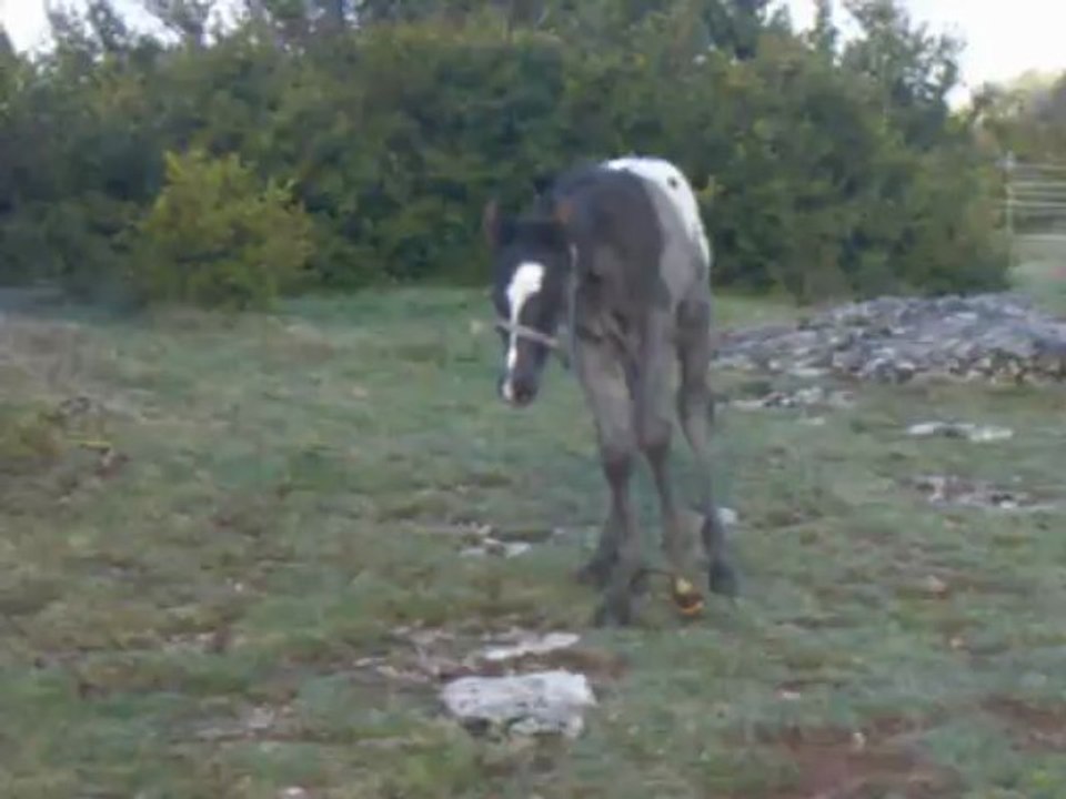 Django, poulain de 3 jours en Avril 2013 ( ONC, fils de Leila Brigt, poulinière Appaloosa Aphcf )