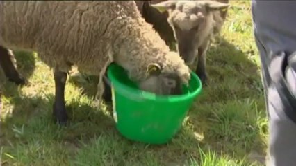 En Vendée, des éleveurs inquiets et découragés par la hausse des charges