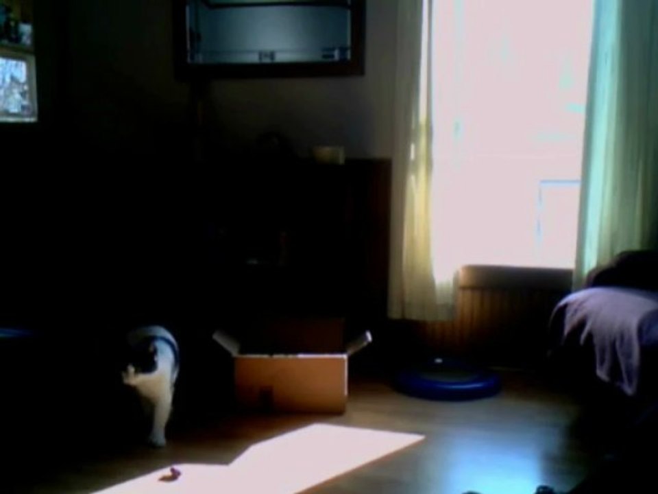 Paws Playing with His Toy Mouse