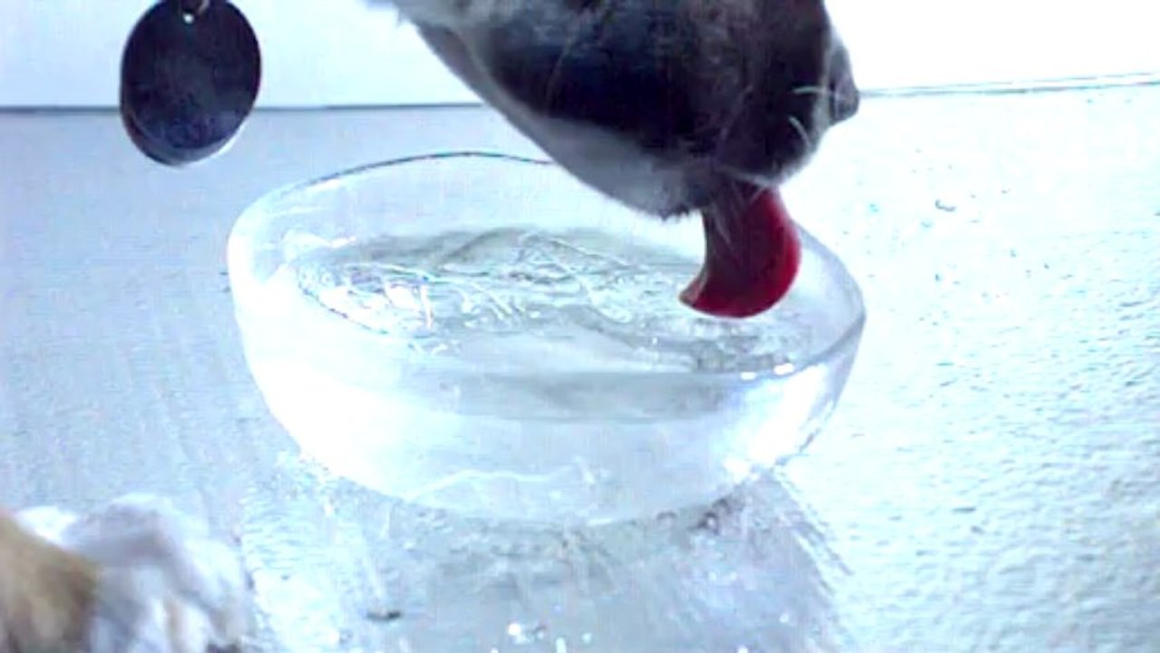 Dog drinks water in slow motion