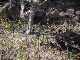 Bineuse/dédavallionneuse Gard ,Vignoble Jean jacques