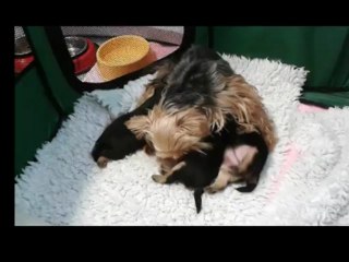 Chiots de First Lady à 3 semaines