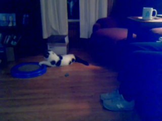 Paws Playing With His Ball and Track Toy