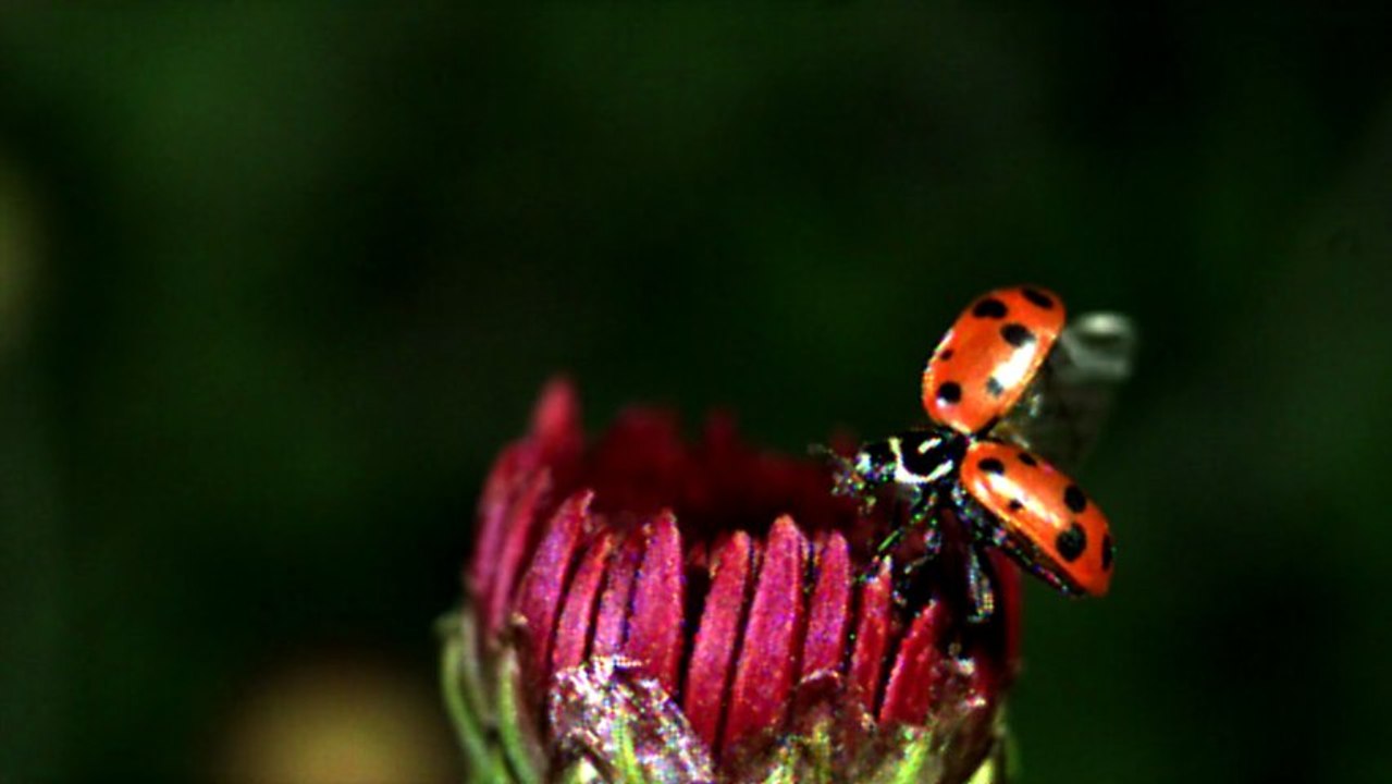 Slow motion LadyBug (lady bird)