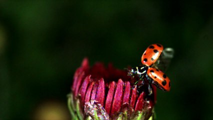Slow motion LadyBug (lady bird)