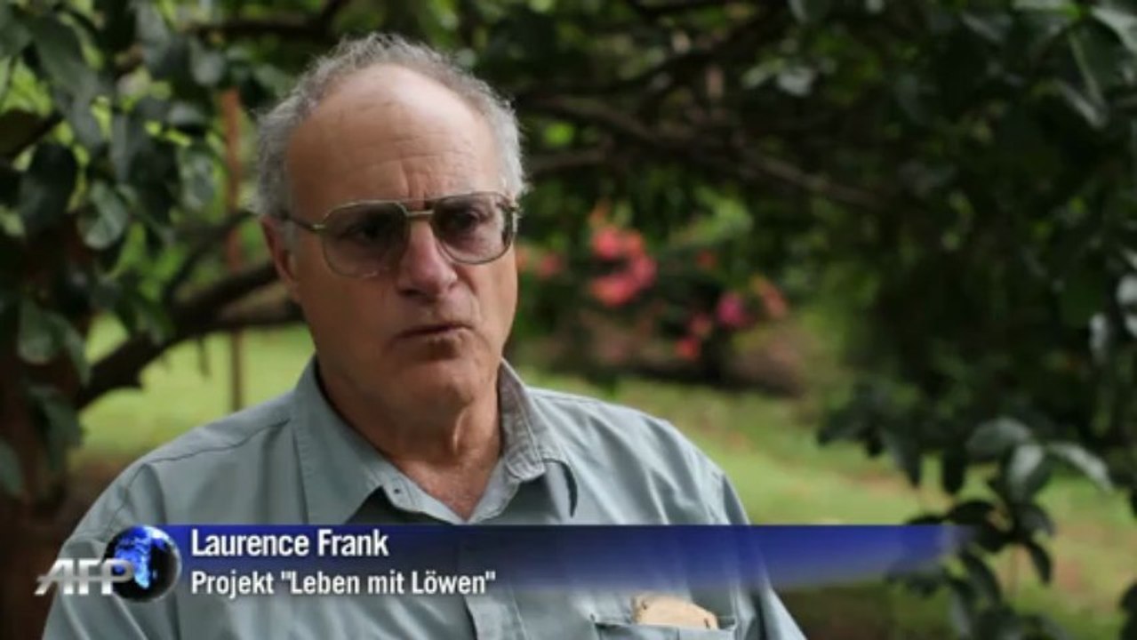 Löwen gegen Bauern in Kenia: Großkatzen vom Aussterben bedroht