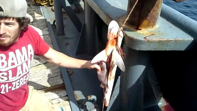 Homme donne naissance à 3 requins