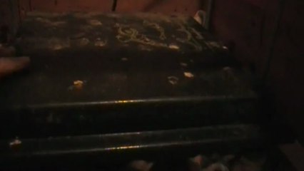 Poussins Wyandotte 3 jours