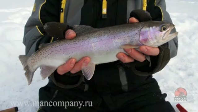 МК : Ловля форели зимой подводное видео Full HD