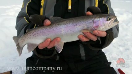 МК : Ловля форели зимой подводное видео Full HD