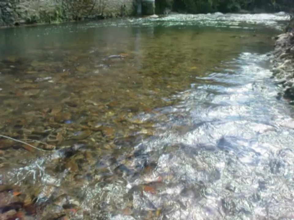 truite fario en nymphe