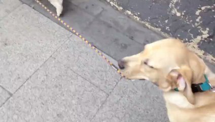 Who let the dogs out?