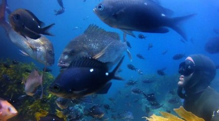 Freediving & Spearfishing - 2013