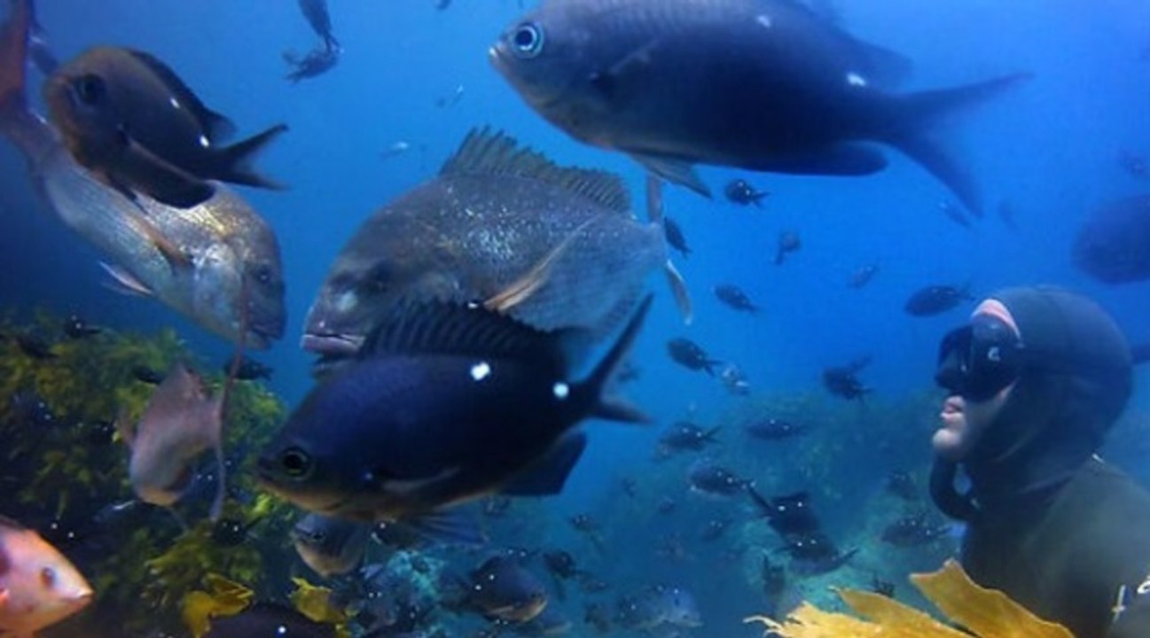 Freediving & Spearfishing - 2013