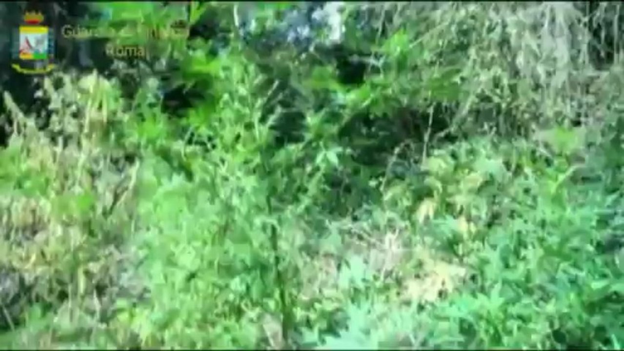 200 piante di marijuana sequestrate in oasi WWF a Fregene