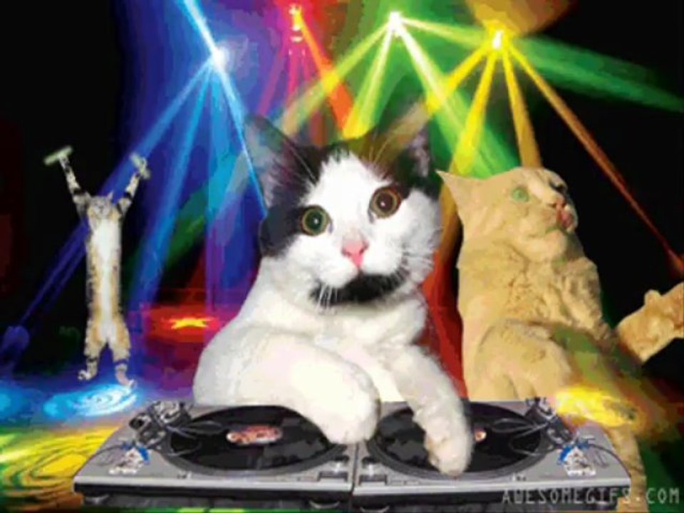 Cats