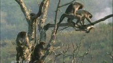 les singes