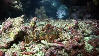 Dakuwaqa_s Garden - Underwater footage from Fiji _ Tonga