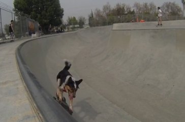 Jumpy - The best dog ever - 2013