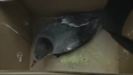 petrels
