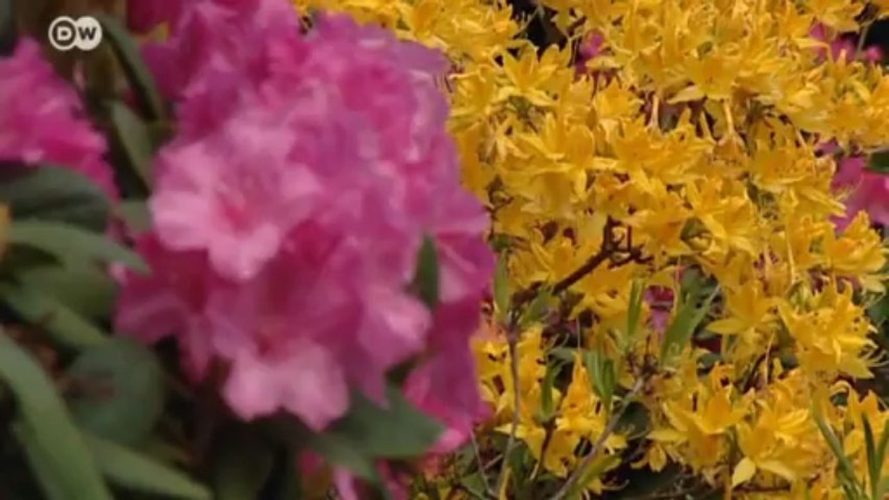 Lake Constance: History Meets Alpine Beauty | Discover Germany