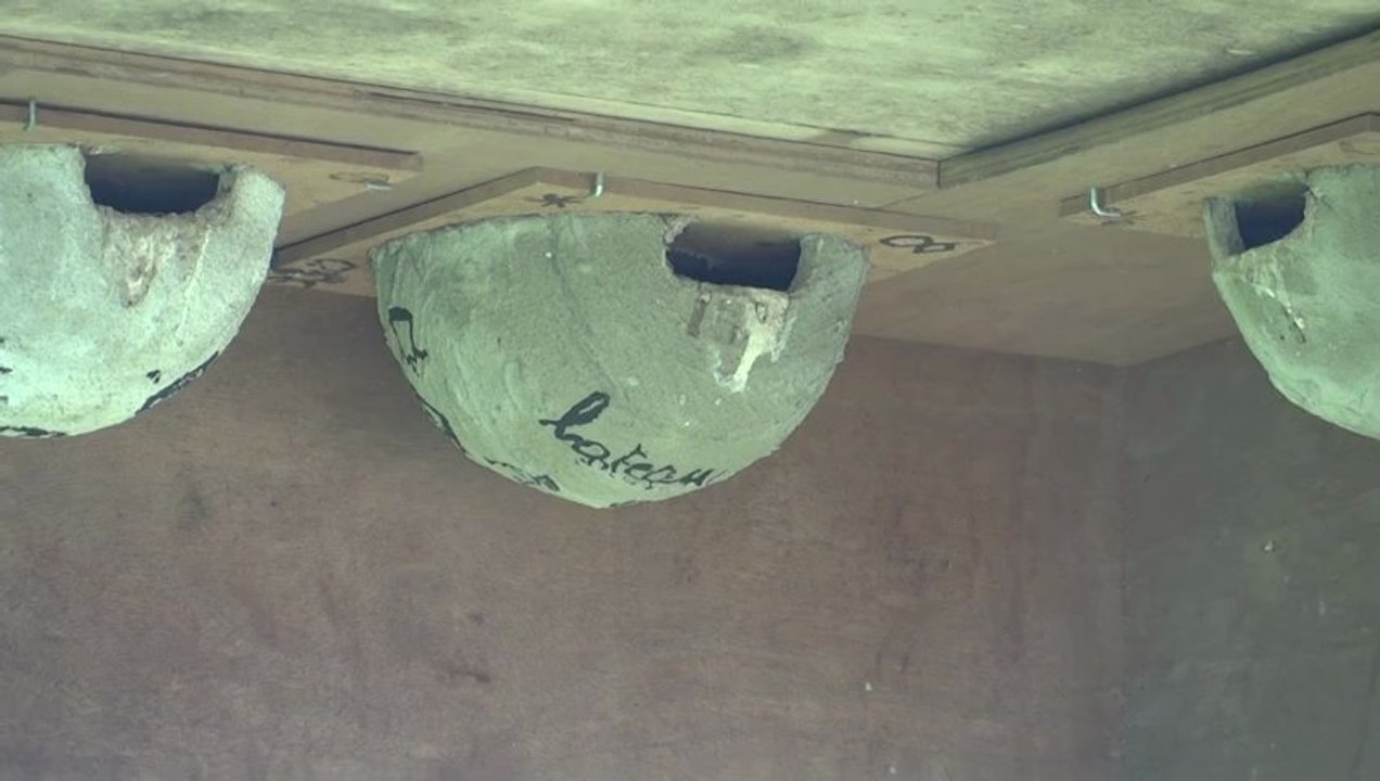 Tour à hirondelles (La Chaise-10, le 13 avril 2013)