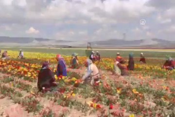 Türkiye'yi bu laleler süslüyor