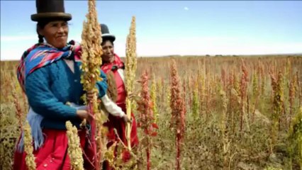 Bolivia launches 'Quinoa Trail' for tourists