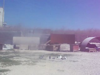 sarı benekli eke dişi