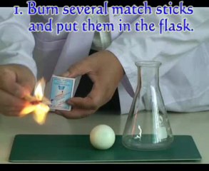 P4Egg in a Flask: Science Video Portal 🌐