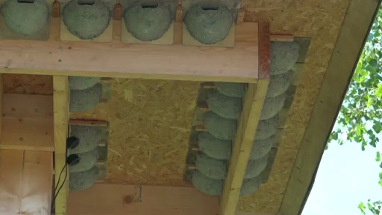 Tour à hirondelles (Hampigny-10, le 27 juillet 2012) (2)