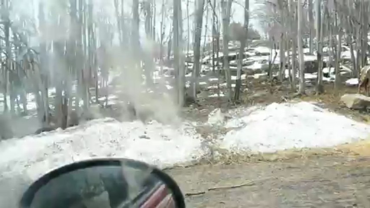 bambi qui se la pète