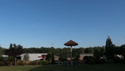 Tour à hirondelles (Soulaines-Dhuys-10, le 03 août 2012) (2)