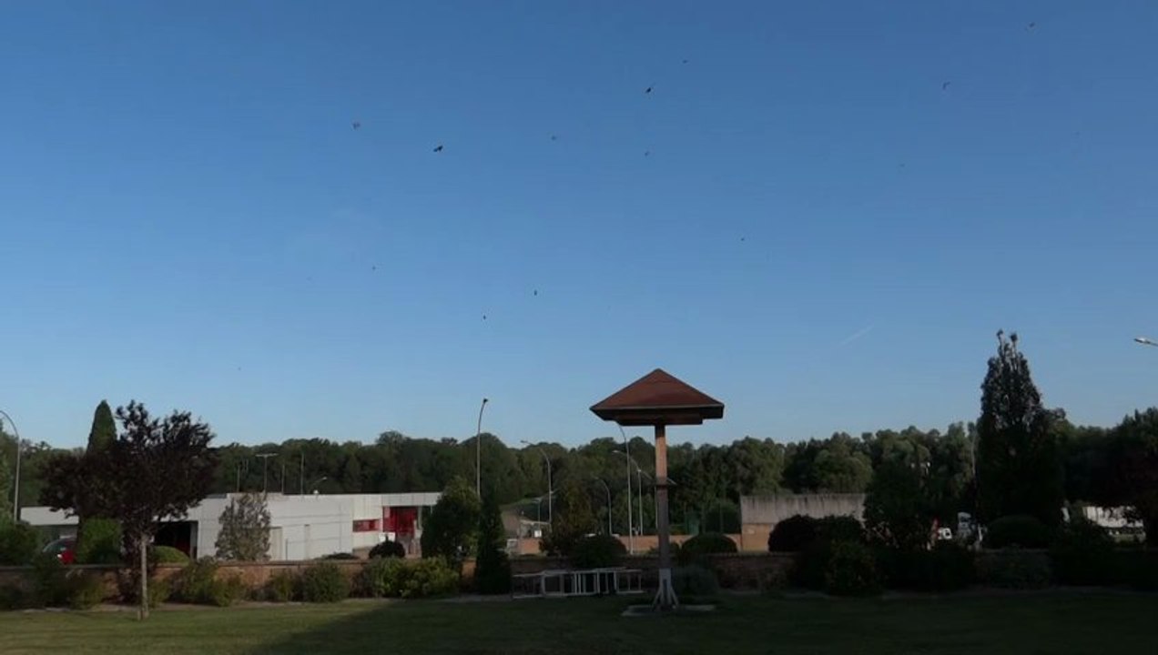 Tour à hirondelles (Soulaines-Dhuys-10, le 03 août 2012) (2)