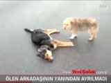 Ölen arkadaşının yanından ayrılmadı