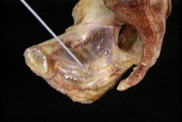 The Abdomen Part II & The Pelvis(Minute 11:12)