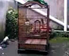 Vierpe kenari jerman suara kucing 3gp