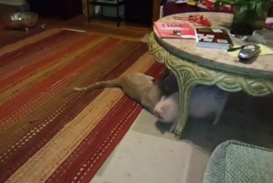 Cochon et chat jouent