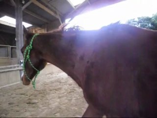 Saut en main et jeux en liberté