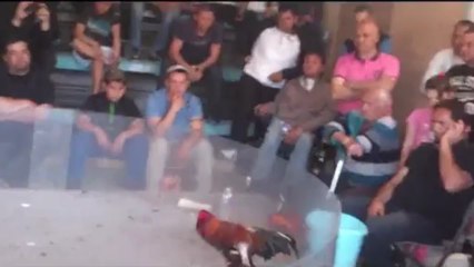 coq rouge 1 er prix a avignon le 13/04/13