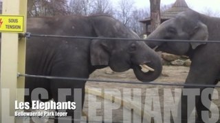 Elephant / Olifant Bellewaerde Park